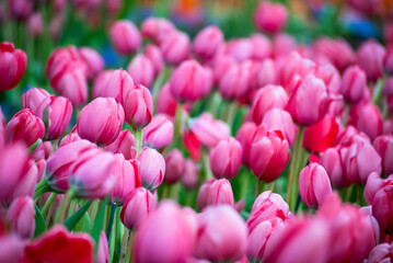 Obraz premium Pink tulip flower blossom botanical garden beautiful petal floral green park. Colourful tulips sunny blossom bloom plant flower field. Pink blooming amazing landscape spring gardening.