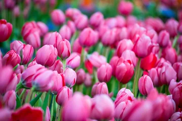Fototapeten Pink Pink tulip flower blossom botanical garden beautiful petal floral green park. Colourful tulips sunny blossom bloom plant flower field. Pink blooming amazing landscape spring gardening.  © aFotostock