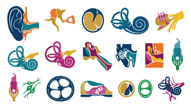 Medical Audiology Ear Anatomy Flat Vector Illustration Set. Human Hearing System Inner Ear Structures Icons.
