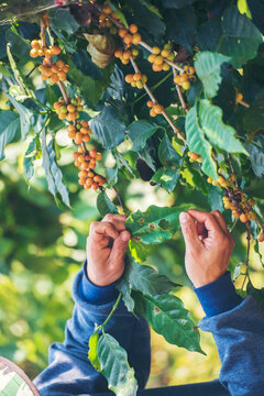 Vertical Man Hands harvest coffee bean ripe yellow berries plant fresh seed coffee tree green eco organic farm. Vertical Horizon Close up hands picking yellow ripe coffee seed robusta arabica berry.
