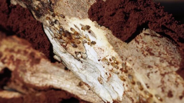 Termites white ants macro close up on decomposing wood pest control infestation concept wildlife nature forest habitat in 4K Ultra HD footage.

