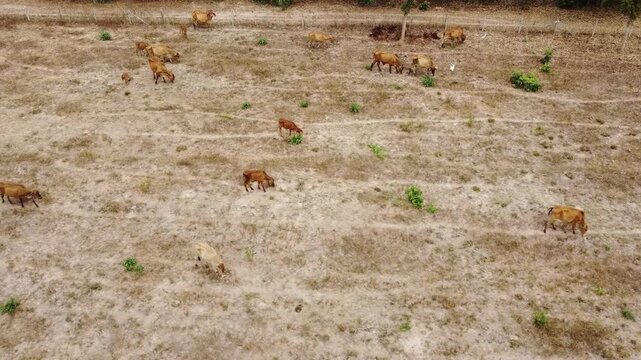 Aerial drone footage of free-range cows grazing across a lush rural pasture. This scenic countryside landscape showcases sustainable livestock farming, natural grazing, animal welfare, and agricultura