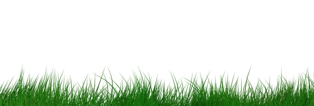 Bordure d'herbe verte fra&icirc;che, &eacute;l&eacute;ment panoramique isol&eacute; sur fond transparent.