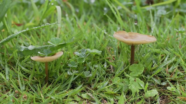 Tokyo, Japan - June 29, 2026: Closeup of Marasmius oreades or fairy ring mushroom
