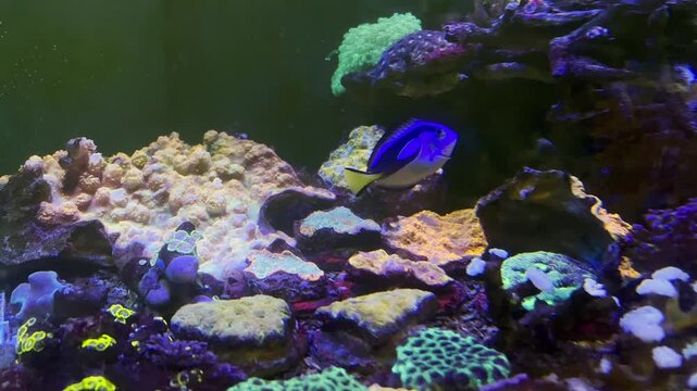 Blue tang swims near colorful coral reef.