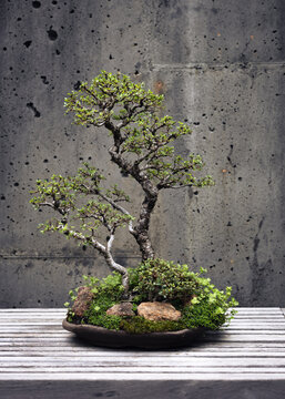 Chinese Elm Bonsai Tree with little leaves