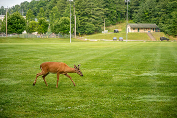 Obraz premium deer crossing the river
