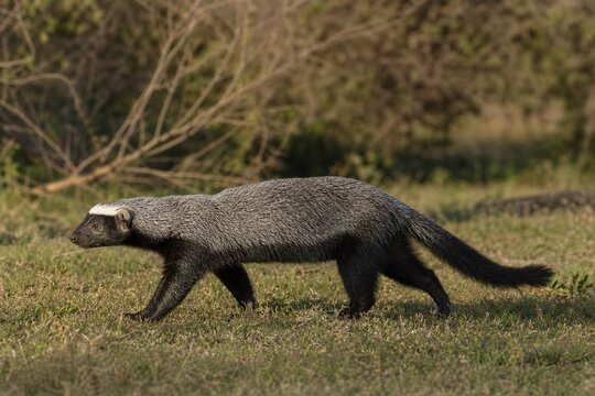 Lesser grison walking through South American grassland