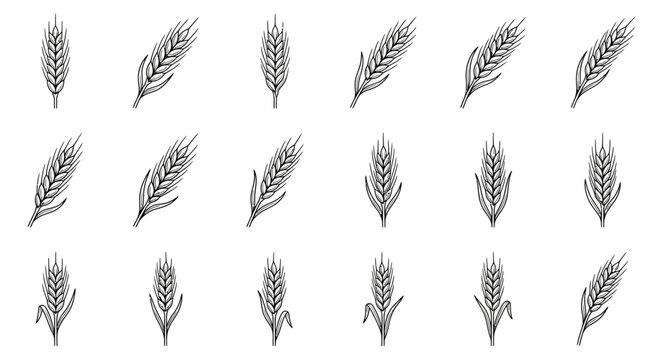 Wheat ears set, hand-drawn sketch illustrations