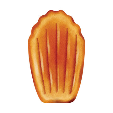 Realistic Watercolor Illustration of French Madeleine Cake Isolated on White Background. Perfect for bakery branding, food packaging, menu design, labels, posters, and dessert-themed projects.