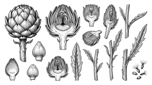 Vintage artichoke botanical illustration set, hand drawn engraved vegetable elements, detailed black and white sketch of artichoke hearts and leaves isolated PNG with Transparent Background