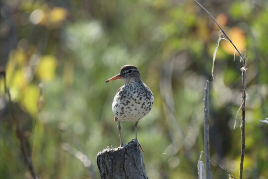 Spotted Sandpiper (Actitis macularius) perched on a weathered stump in wetland habitat with soft natural background bokeh.