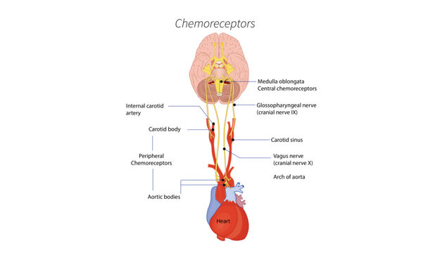 Chemoreceptors, the location and function of peripheral and central chemoreceptors involved in regulating respiration and blood gas homeostasis.