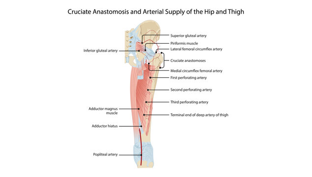 Cruciate Anastomosis and Arterial Supply of the Hip and Thigh, depicting the cruciate anastomosis and major arterial network supplying the hip joint, femoral head, and thigh muscles.