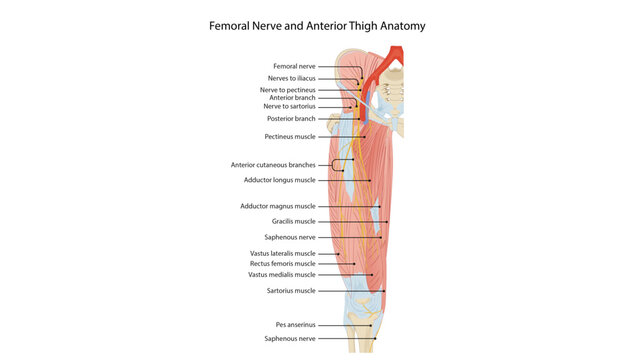 Femoral Nerve and Anterior Thigh Anatomy, the femoral nerve, its major branches, and its motor and sensory distribution within the anterior compartment of the thigh.