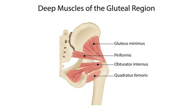 Deep Muscles of the Gluteal Region, the deep gluteal muscles, including the piriformis, obturator internus, gemelli, and quadratus femoris, with their relationships to the sciatic nerve.