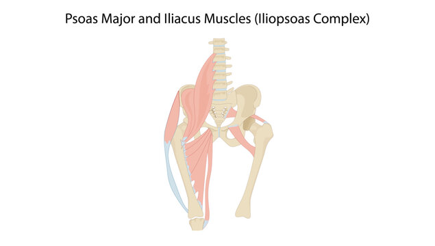 Psoas Major and Iliacus Muscles (Iliopsoas Complex), the iliopsoas complex showing the psoas major and iliacus muscles, their origins, insertions, and role in hip flexion and trunk stability.