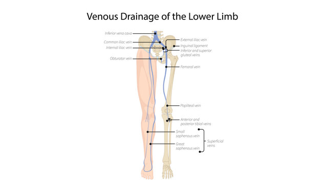 Venous Drainage of the Lower Limb, superficial and deep venous drainage of the lower limb, including the great and small saphenous veins and deep venous system.