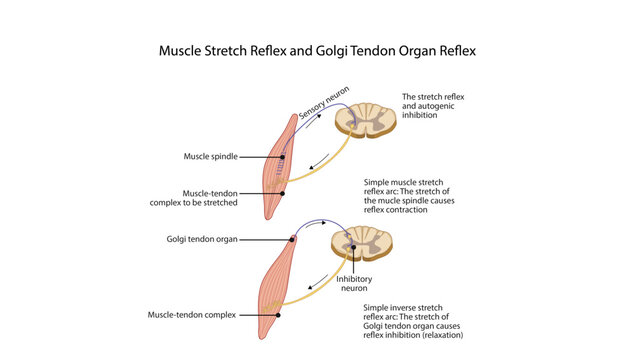 Muscle Stretch Reflex and Golgi Tendon Organ Reflex, the muscle stretch reflex and Golgi tendon organ reflex, demonstrating the neural mechanisms involved in muscle contraction, relaxation, and propri