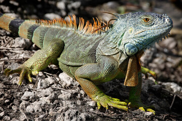 Fototapeta premium Close up of Green Iguana Perched on Rocky Ground in Wildlife Habitat