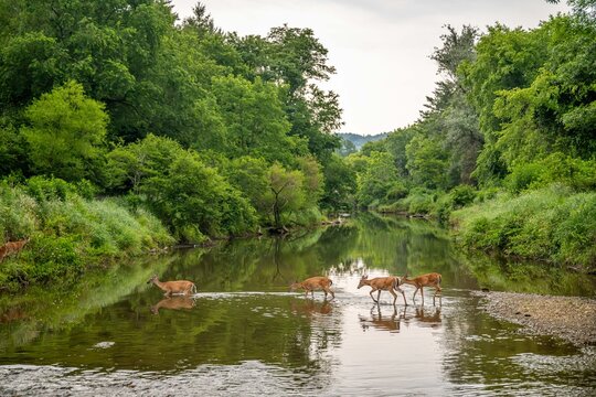 deer crossing the river