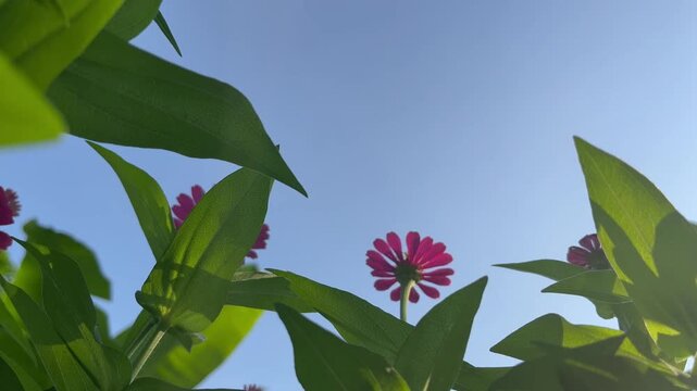 Close-up of a vibrant pink zinnia flower blooming in a lush garden with soft green bokeh background. Natural floral beauty captured outdoors with selective focus and fresh morning atmosphere.
