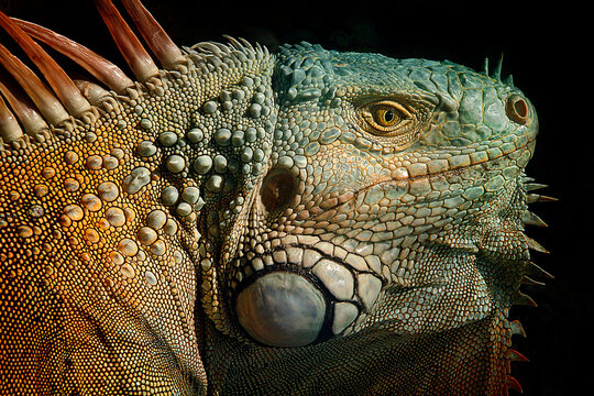 Extreme Close up Macro Portrait of a
Green Iguana Head with Detailed
Scales