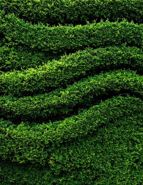 Trimmed green hedge with wavy layered foliage, dense garden shrubbery texture, horizontal organic patterns of manicured boxwood leaves, outdoor landscaping element.