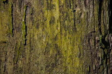 Full frame vertical texture of old weather beaten tree bark covered in green moss layers © EkoPriyatno