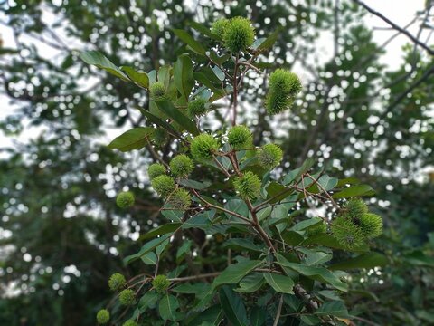 Green unripe rambutan fruits hanging on the tree branch with green leaves. Natural background