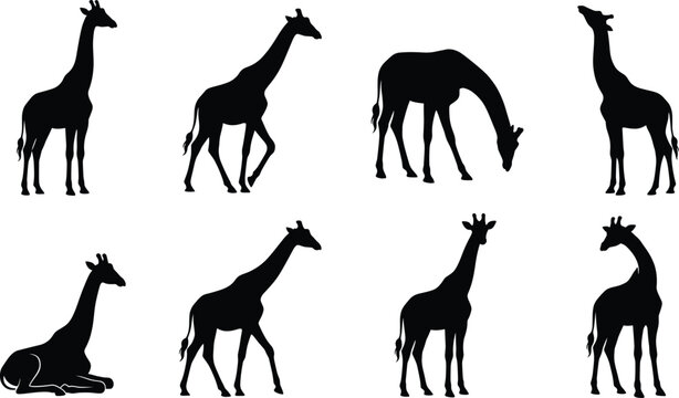 Giraffe Silhouette Collection with Eight Standing Walking Grazing Resting and Calling Wildlife Vector Illustrations