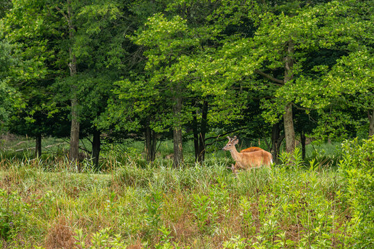 Boone, NC Greenway