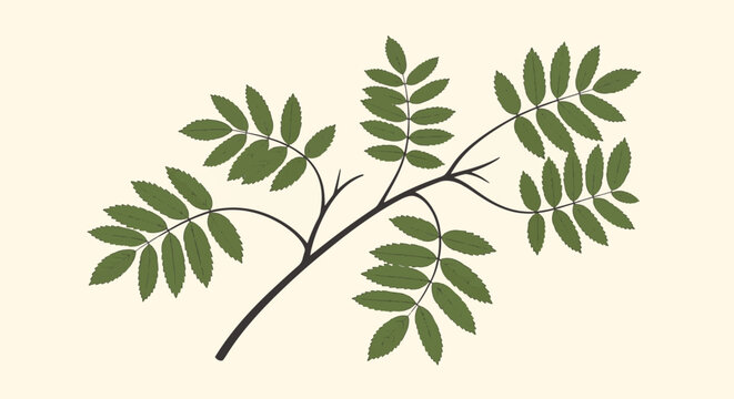 Minimalist botanical vector illustration of a rowan tree branch featuring dark thin twigs and vibrant green serrated pinnate leaves isolated on a plain off-white neutral background.