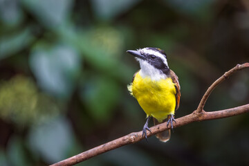Fototapeta premium Great Kiskadee perched on a branch in a lush tropical forest, Costa Rica.