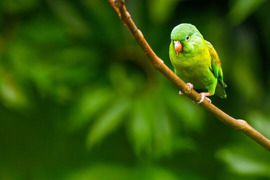 Orange-chinned Parakeet (Brotogeris jugularis) perched on a diagonal branch in a Costa Rican rainforest.