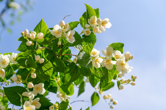 White jasmine flower on a branch with green leaf against a bright blue sky, fresh spring blossom, upward botanical view