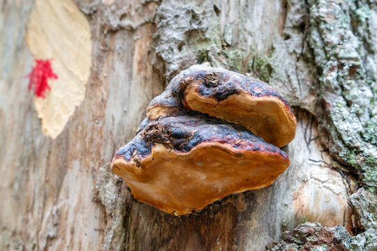 Brown bracket fungus growing on a rough grey tree trunk with a red mark on the dark, forest nature macro detail.