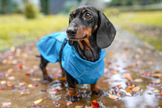 Black and tan dachshund dog in a blue raincoat splashing in an autumn puddle with colorful fallen leaf, rainy day walk concept.