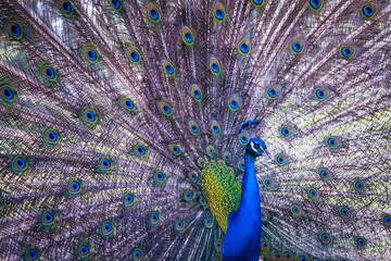 Fototapeta premium Magnificent Peacock Displaying Its Full Fan of Tail Feathers