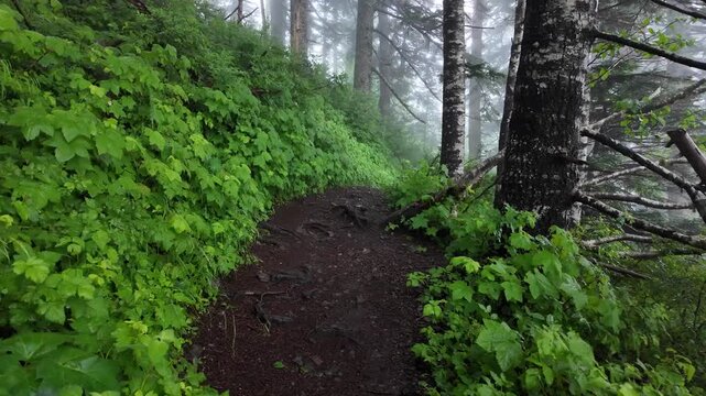 4K smooth action camera hiking footage along a dense forest trail on Saddle Mountain in Oregon's Coast Range, Pacific Northwest, USA. Ideal for nature, adventure, travel and background b-roll
