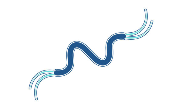 Minimalist monoline drawing of a spirillum bacterium with flagella on a white background scientific biology concept
