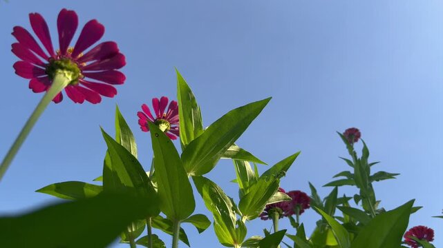 Close-up of a vibrant pink zinnia flower blooming in a lush garden with soft green bokeh background. Natural floral beauty captured outdoors with selective focus and fresh morning atmosphere.
