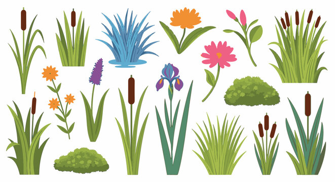 Vector illustration collection of colorful wetland plants including cattails, reeds, wild iris, marsh flowers, and green bushes isolated on white background for landscape design.
