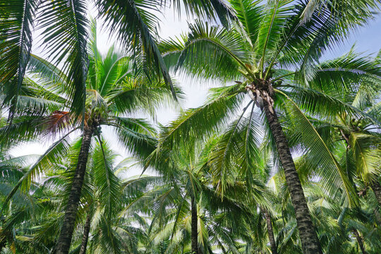 coconut trees