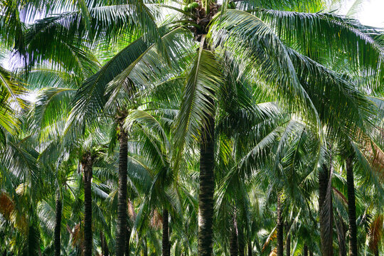 coconut trees