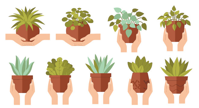 Flat vector illustration collection featuring diverse human hands holding various indoor houseplants in terracotta pots, including succulents and leafy greenery on white background.