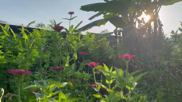 Close-up of a vibrant pink zinnia flower blooming in a lush garden with soft green bokeh background. Natural floral beauty captured outdoors with selective focus and fresh morning atmosphere.
