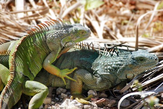 Two Green and Blue Iguanas
Interacting or Mating on Dry Ground in
Wildlife