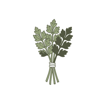 Flat illustration of a celery bunch with leaves