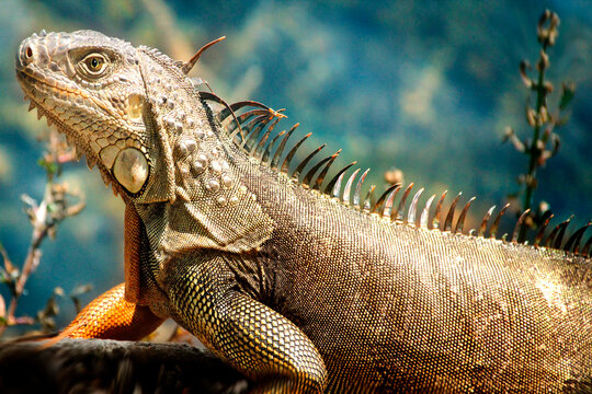 close up Portrait of a Large Green
Iguana with Long Dorsal Spines and
Blurred Turquoise Background